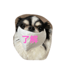 小鉄コタ小夏（個別スタンプ：1）
