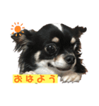ぶぅぺろ 日常stamp（個別スタンプ：7）