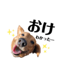 犬会スタンプ第一弾！！！（個別スタンプ：2）