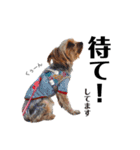 犬会スタンプ第一弾！！！（個別スタンプ：3）