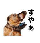 犬会スタンプ第一弾！！！（個別スタンプ：6）