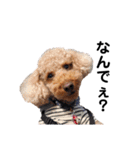 犬会スタンプ第一弾！！！（個別スタンプ：8）