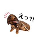 犬会スタンプ第一弾！！！（個別スタンプ：9）