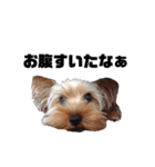 犬会スタンプ第一弾！！！（個別スタンプ：10）