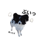 犬会スタンプ第一弾！！！（個別スタンプ：12）