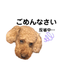 犬会スタンプ第一弾！！！（個別スタンプ：13）