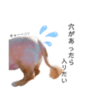 犬会スタンプ第一弾！！！（個別スタンプ：14）