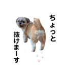 犬会スタンプ第一弾！！！（個別スタンプ：15）