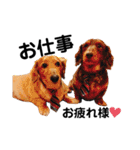 犬会スタンプ第一弾！！！（個別スタンプ：16）