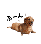 犬会スタンプ第一弾！！！（個別スタンプ：17）