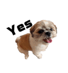 犬会スタンプ第一弾！！！（個別スタンプ：21）