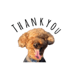 犬会スタンプ第一弾！！！（個別スタンプ：23）