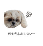 犬会スタンプ第一弾！！！（個別スタンプ：24）