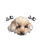 犬会スタンプ第一弾！！！（個別スタンプ：27）