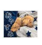 犬会スタンプ第一弾！！！（個別スタンプ：29）