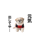 犬会スタンプ第一弾！！！（個別スタンプ：30）
