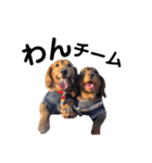 犬会スタンプ第一弾！！！（個別スタンプ：31）