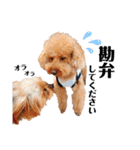 犬会スタンプ第一弾！！！（個別スタンプ：33）
