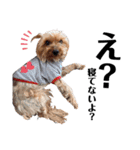 犬会スタンプ第一弾！！！（個別スタンプ：34）
