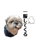 犬会スタンプ第一弾！！！（個別スタンプ：36）
