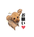 犬会スタンプ第一弾！！！（個別スタンプ：37）