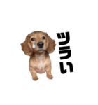 犬会スタンプ第一弾！！！（個別スタンプ：38）