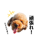 犬会スタンプ第一弾！！！（個別スタンプ：40）