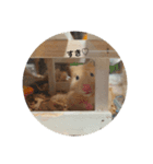 いつものハム（個別スタンプ：2）