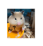 いつものハム（個別スタンプ：3）