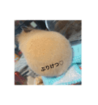 いつものハム（個別スタンプ：5）