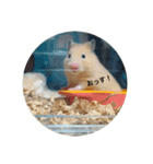いつものハム（個別スタンプ：6）