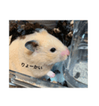 いつものハム（個別スタンプ：7）