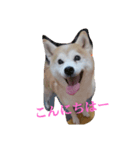 むぎのつぶやき（個別スタンプ：1）