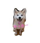 むぎのつぶやき（個別スタンプ：3）