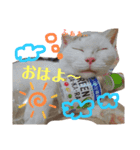近藤家のなかまたち1（個別スタンプ：1）
