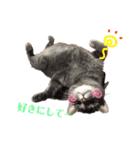 近藤家のなかまたち1（個別スタンプ：4）