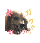 近藤家のなかまたち1（個別スタンプ：5）