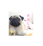パグのケン（個別スタンプ：12）