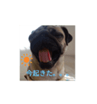 パグのケン（個別スタンプ：14）