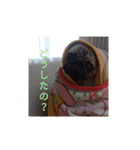 パグのケン（個別スタンプ：16）