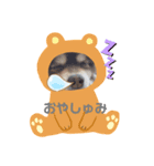 たぬポメちゃんスタンプ1（個別スタンプ：2）