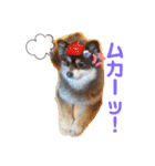 たぬポメちゃんスタンプ1（個別スタンプ：8）