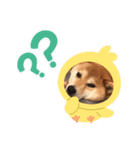 豆ちゃんのための豆ちゃんスタンプ（個別スタンプ：5）