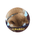 豆ちゃんのための豆ちゃんスタンプ（個別スタンプ：8）