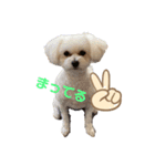 愛犬♡わたちょびPart2（個別スタンプ：1）