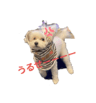 愛犬♡わたちょびPart2（個別スタンプ：4）