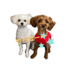 愛犬♡わたちょびPart2（個別スタンプ：7）