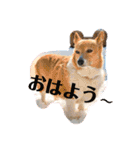 コーギーカーディガンコーギーミックス犬（個別スタンプ：2）
