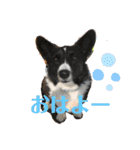 コーギーカーディガンコーギーミックス犬（個別スタンプ：3）