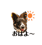 コーギーカーディガンコーギーミックス犬（個別スタンプ：4）
